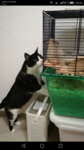 Die neugierige Katze schaut in den Käfig